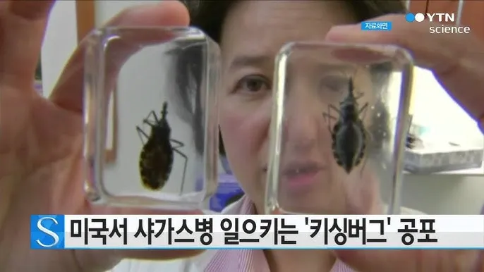 키싱버그(침노린재)
